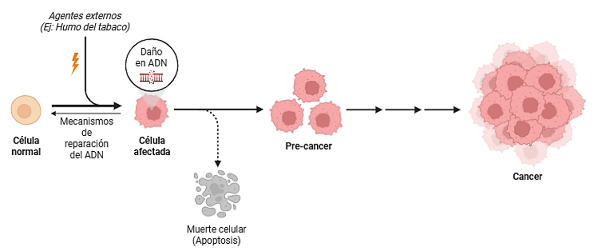 Mecanismo de iniciación del cáncer. A partir de mutaciones (heredadas o provocadas por agentes externos), junto con la capacidad de evadir los mecanismos biológicos de reparación de ADN y muerte celular, aparecen células malignas que darán lugar a un cáncer.