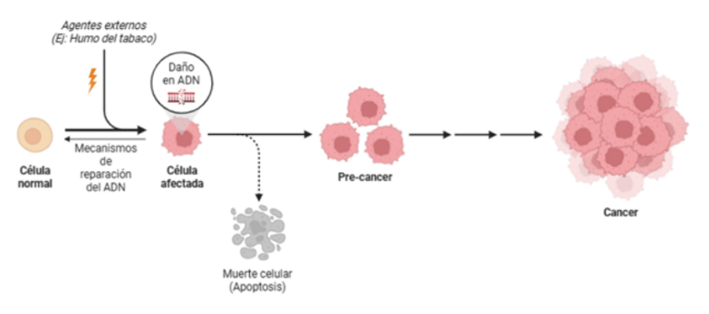 origen del cáncer